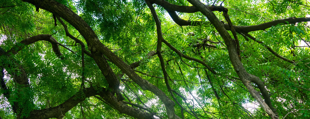 Der Neem-Baum