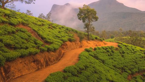 Sri Lanka - Die Klassiker