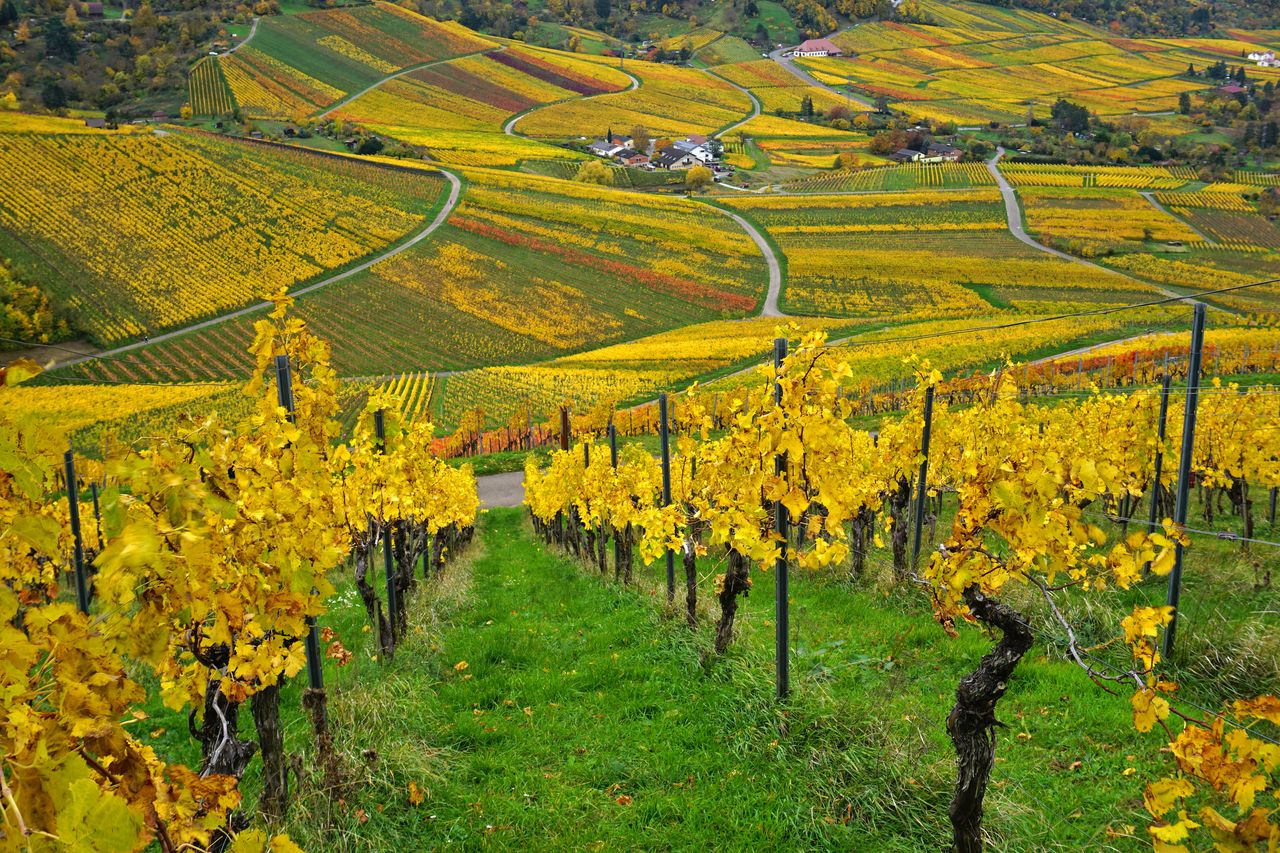 Traumhafte Landschaft in Baden-Württemberg beim Bio Urlaub erleben