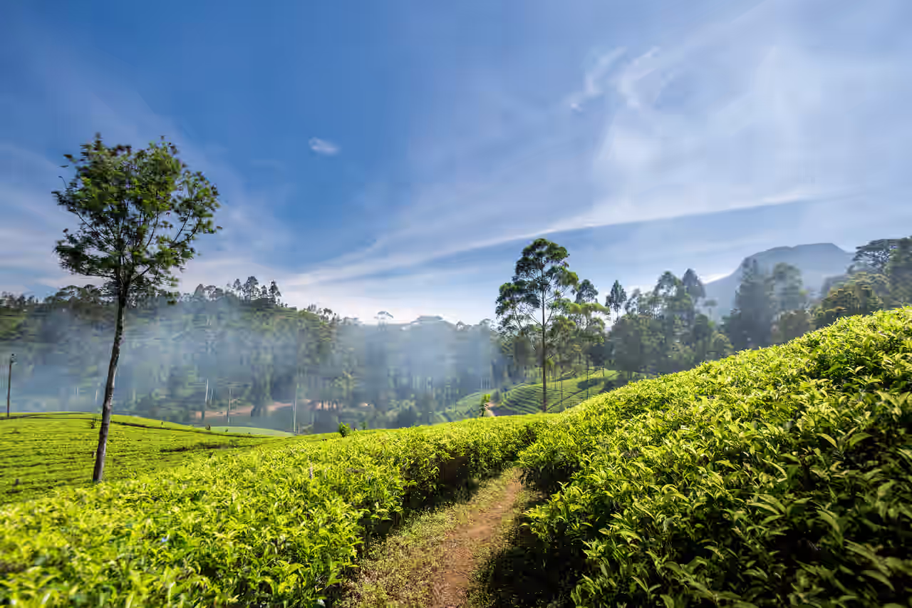 Hügelige Landschaft mit Teeplantagen und Bäumen in Kandy