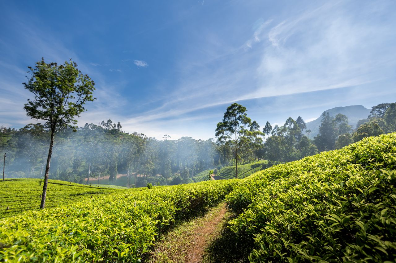 Hügelige Landschaft mit Teeplantagen und Bäumen in Kandy