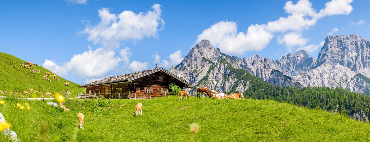 Almhütte und Kühe auf den Wiesen vor Alpenpanorama, Salzburger Land