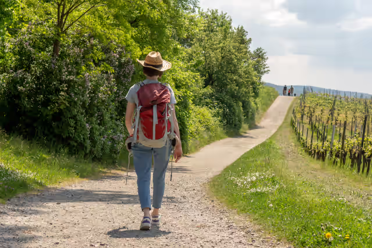 Frau wandert auf Wanderweg durch die Weinberglandschaft Auerbach Bensheim