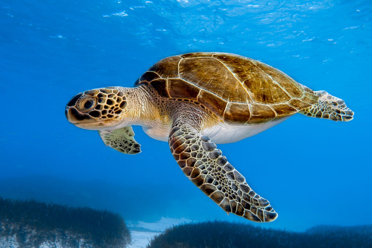Zwei Taucher Unterwasser zwischen einem Korallenriff