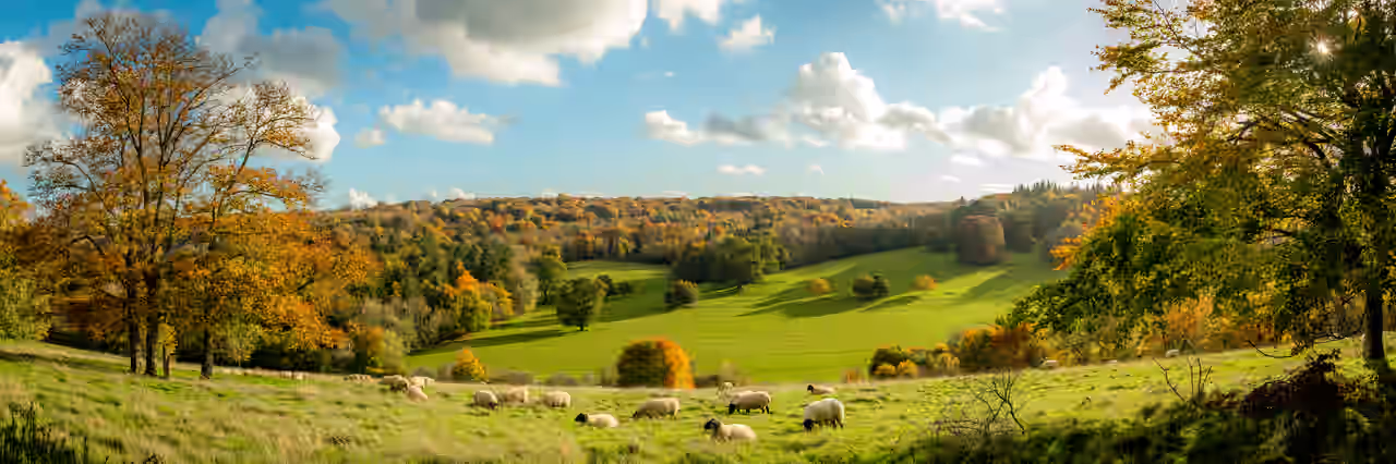 Herbstliche Landschaft mit Schafen auf einem Feld in den schönen Wäldern Englands