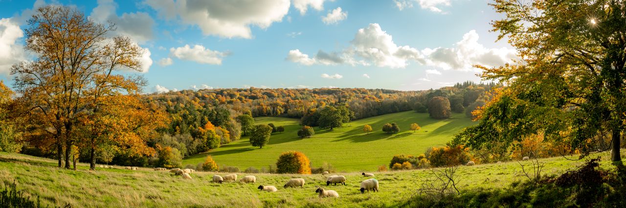Herbstliche Landschaft mit Schafen auf einem Feld in den schönen Wäldern Englands