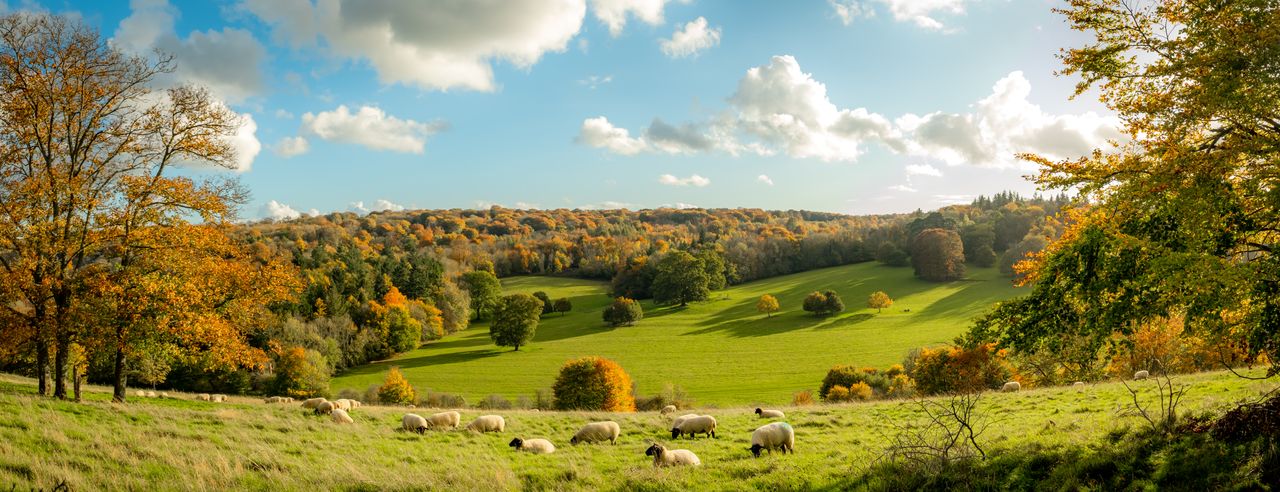 Autumn landscape with sheep in a field in the beautiful forests of England