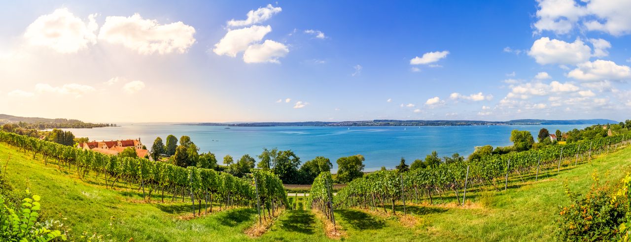 Panoramablick über ein Weinanbaugebiet am Bodensee