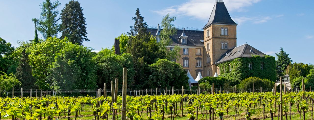 Historisches Schloss umgeben von üppigen Weinbergen und grüner Vegetation.