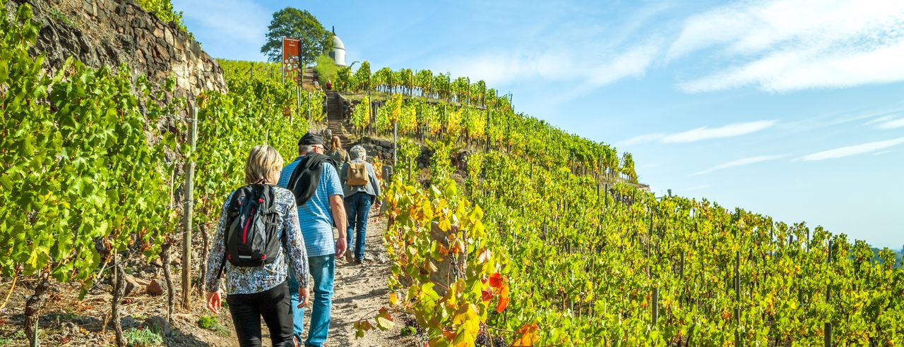 Meißen Weinberge