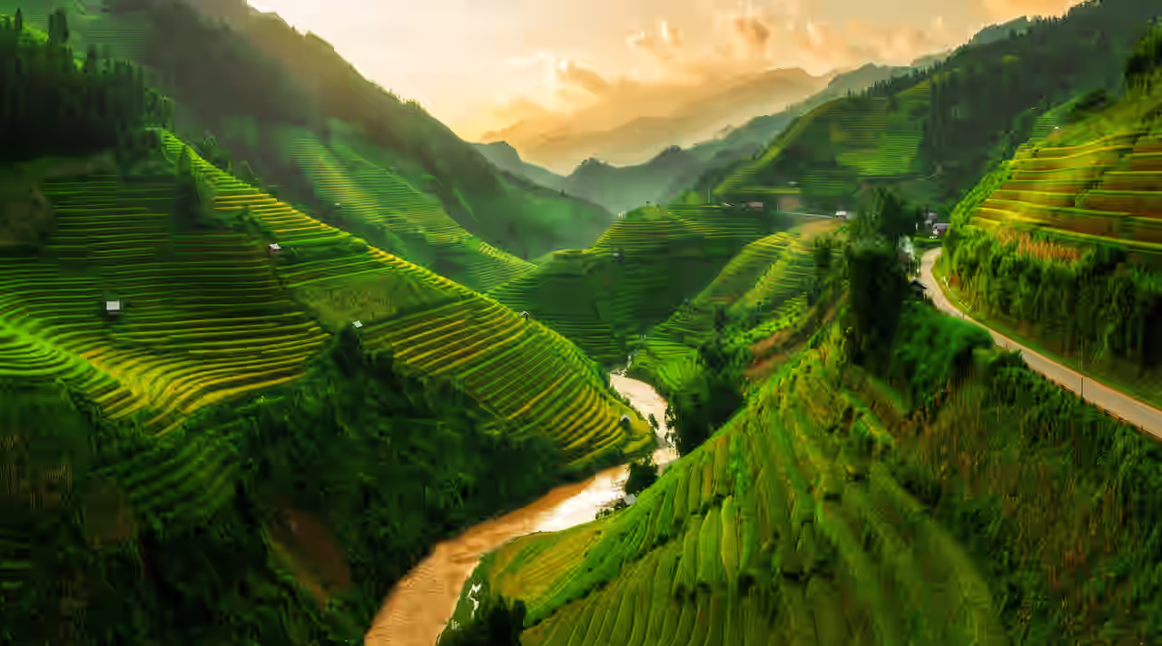 Reisfeld in Vietnam