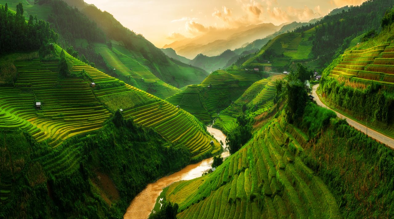 Reisfeld in Vietnam