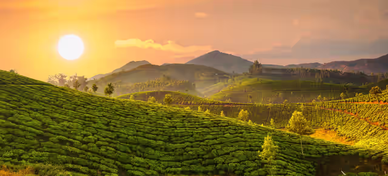 Teeplantagen auf Hügeln in Kerala bei Sonnenuntergang