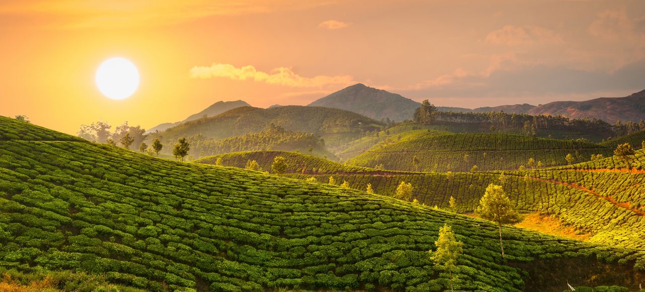 Teeplantagen auf Hügeln in Kerala bei Sonnenuntergang