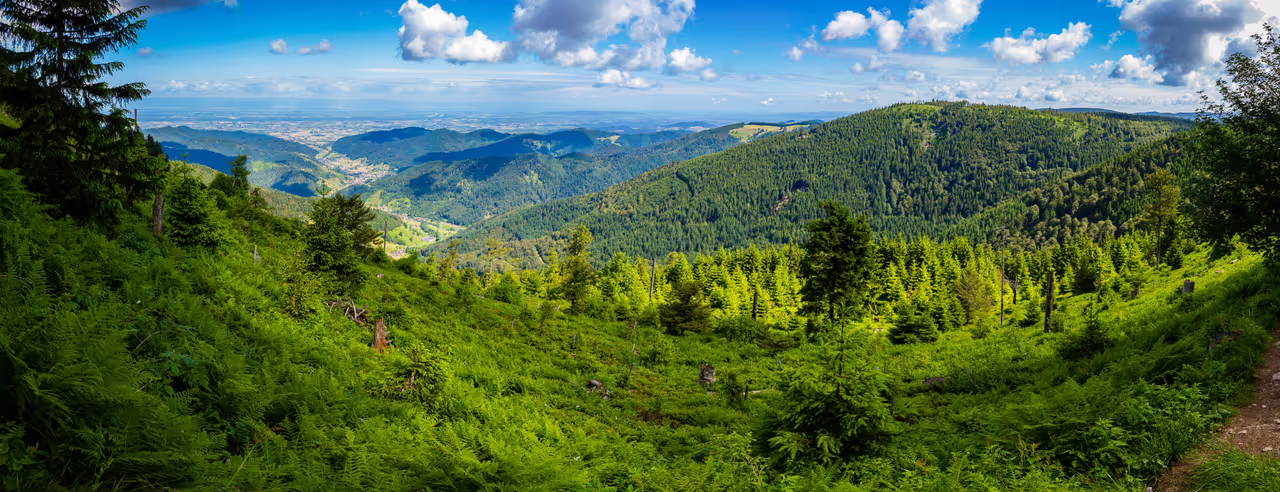 Schwarzwald