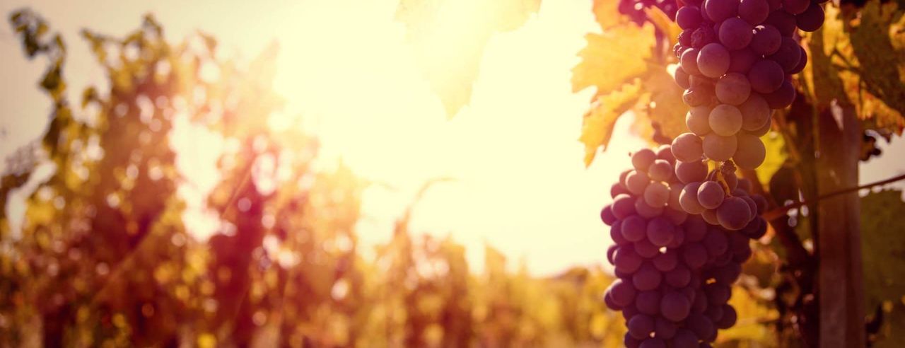Weintrauben im Weinberg bei Sonnenuntergang