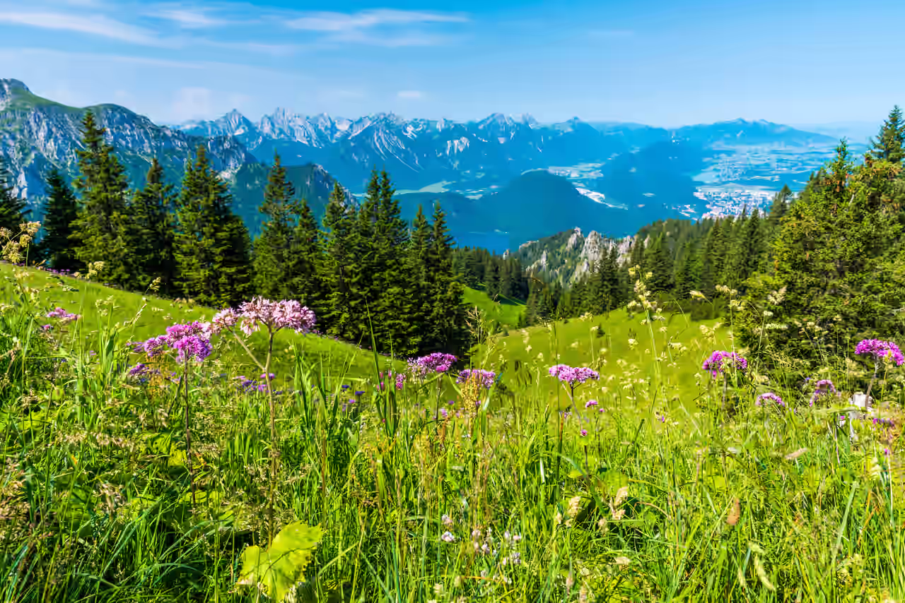 Eine Blumenwiese im Allgäu