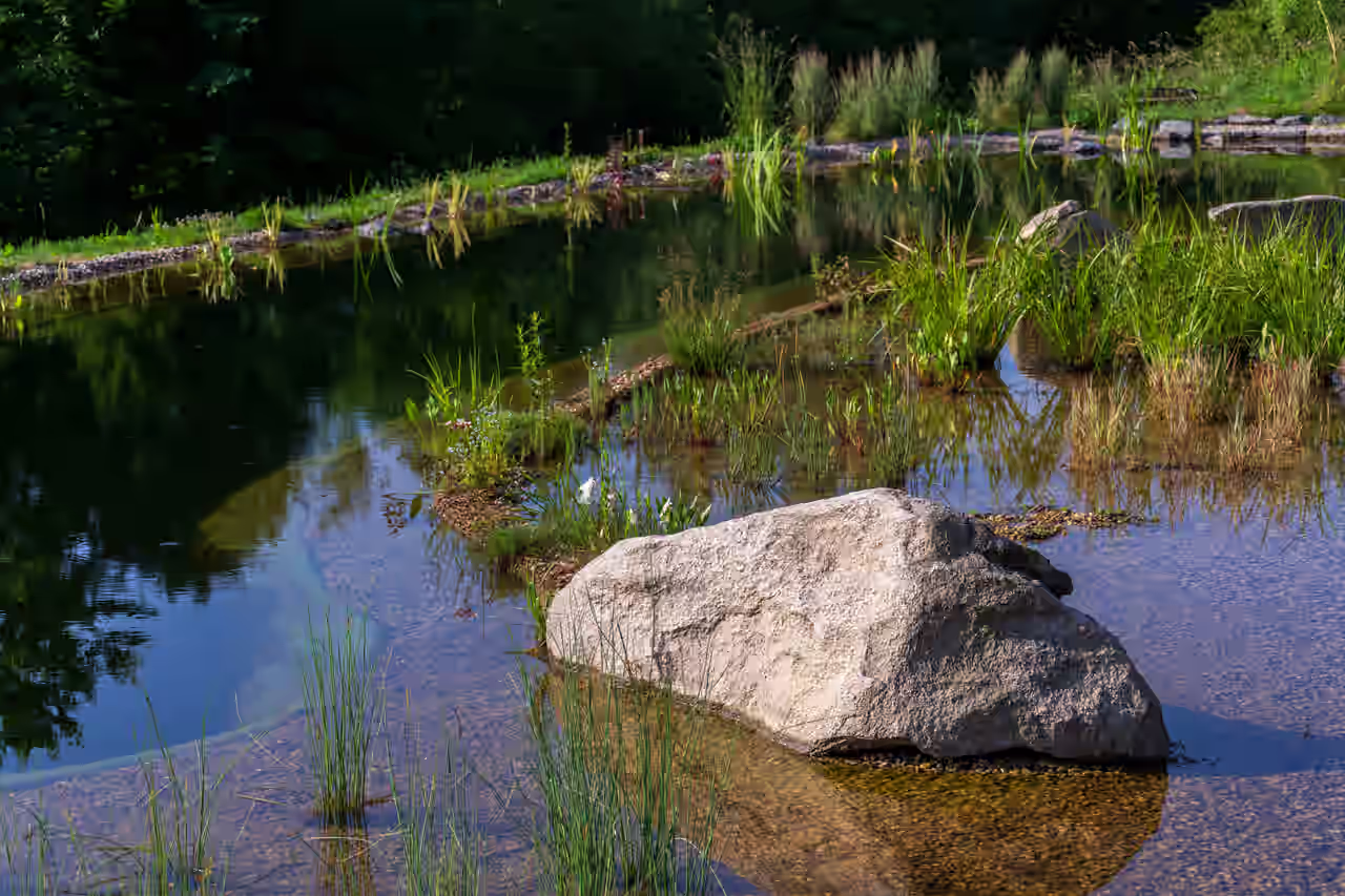 Naturbadeteich im Wald