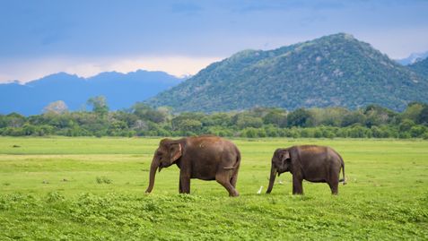 Sri Lanka Highlights