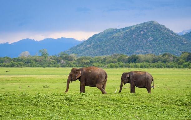 Sri Lanka Highlights - Image 1