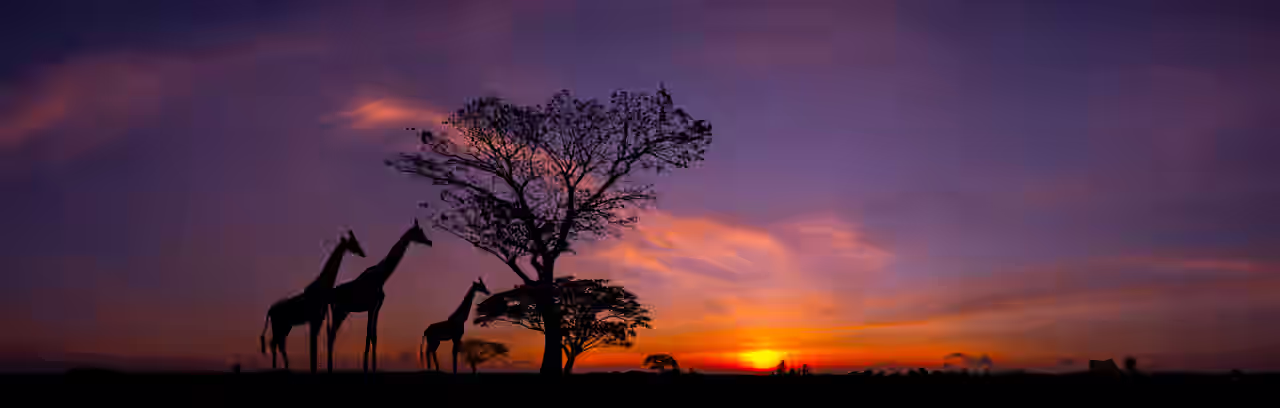 Sonnenuntergang mit Giraffen in Afrika