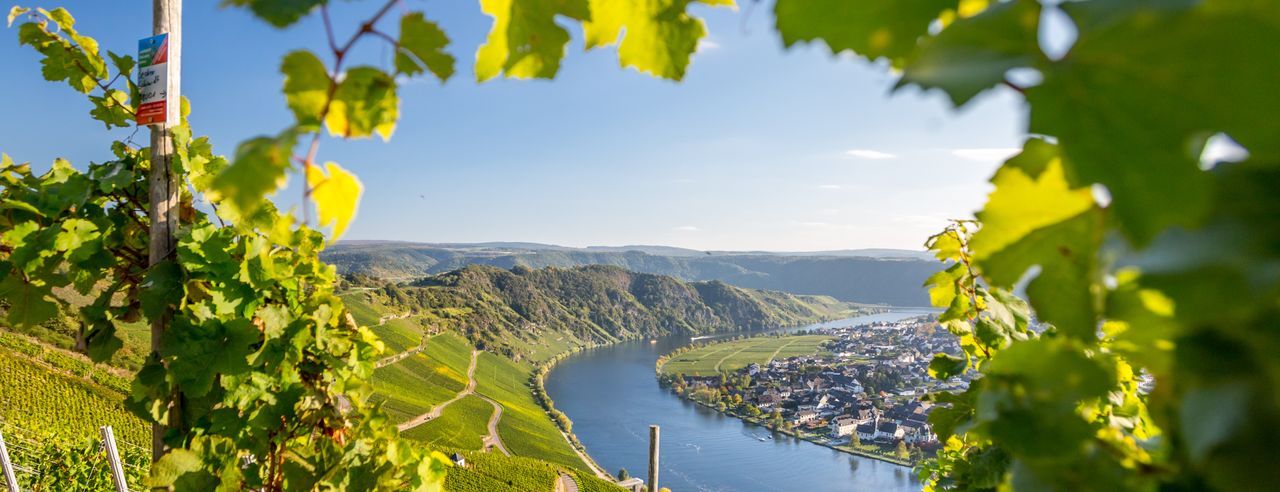 Blick durch eine Weinranke auf die Mosel in Rheinland-Pfalz