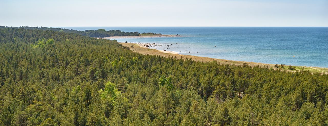 Wälder an der Küste Estlands
