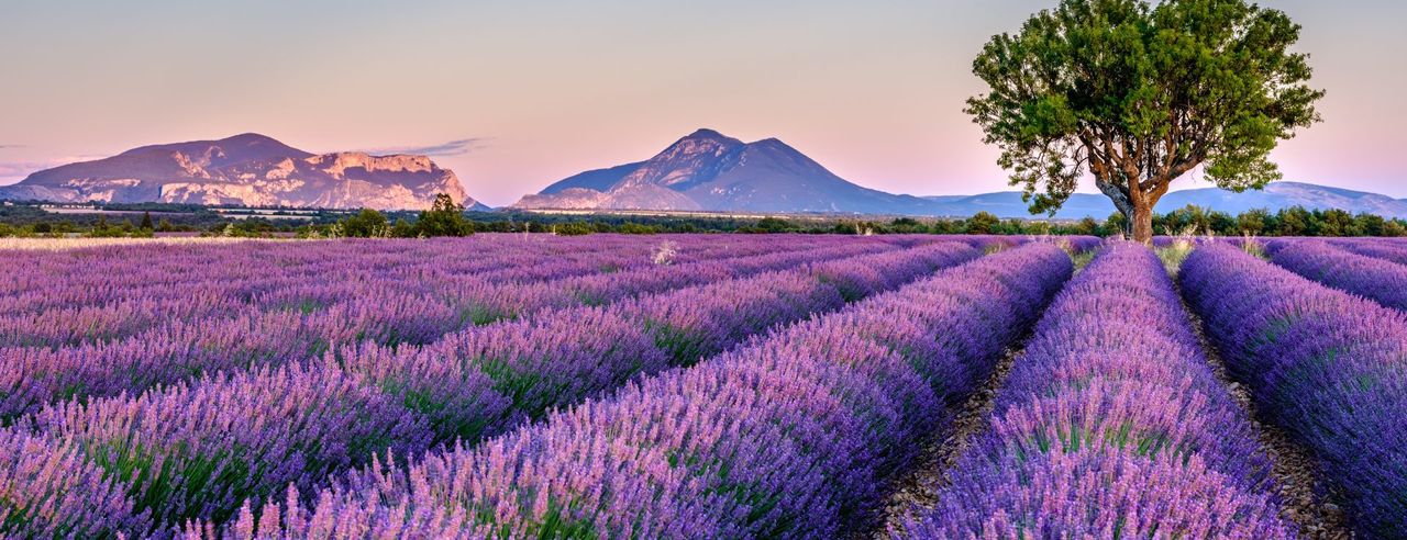 Ein leuchtendes Lavendelfeld vor Bergen