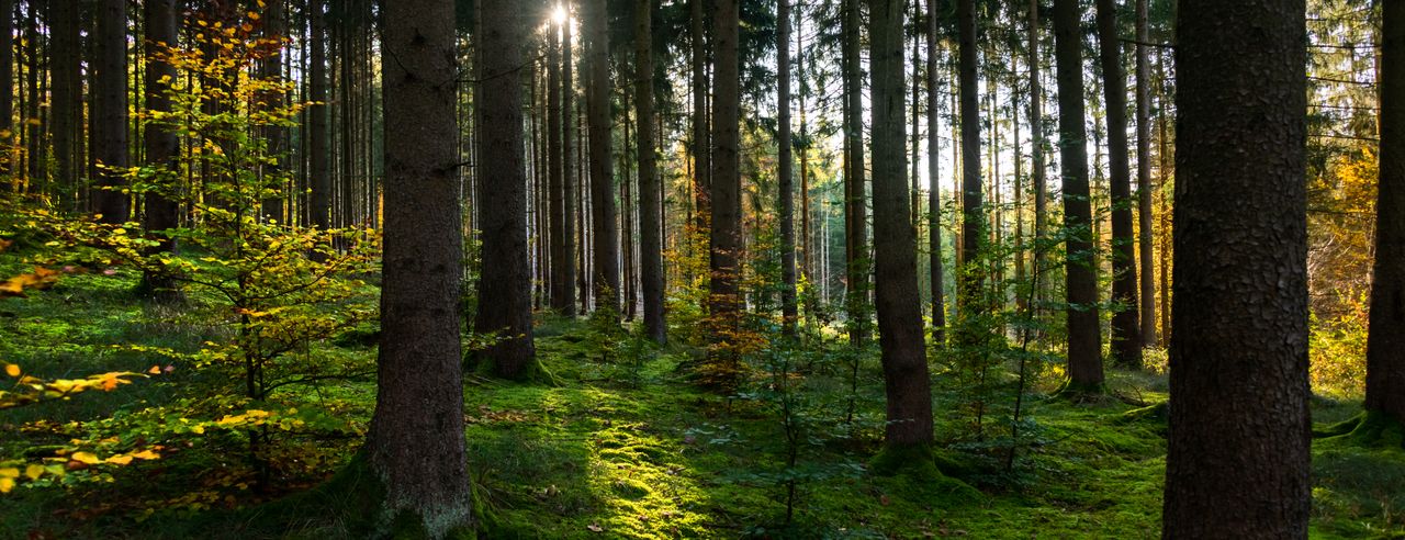 Ein Nadelwald mit moosigem Boden.