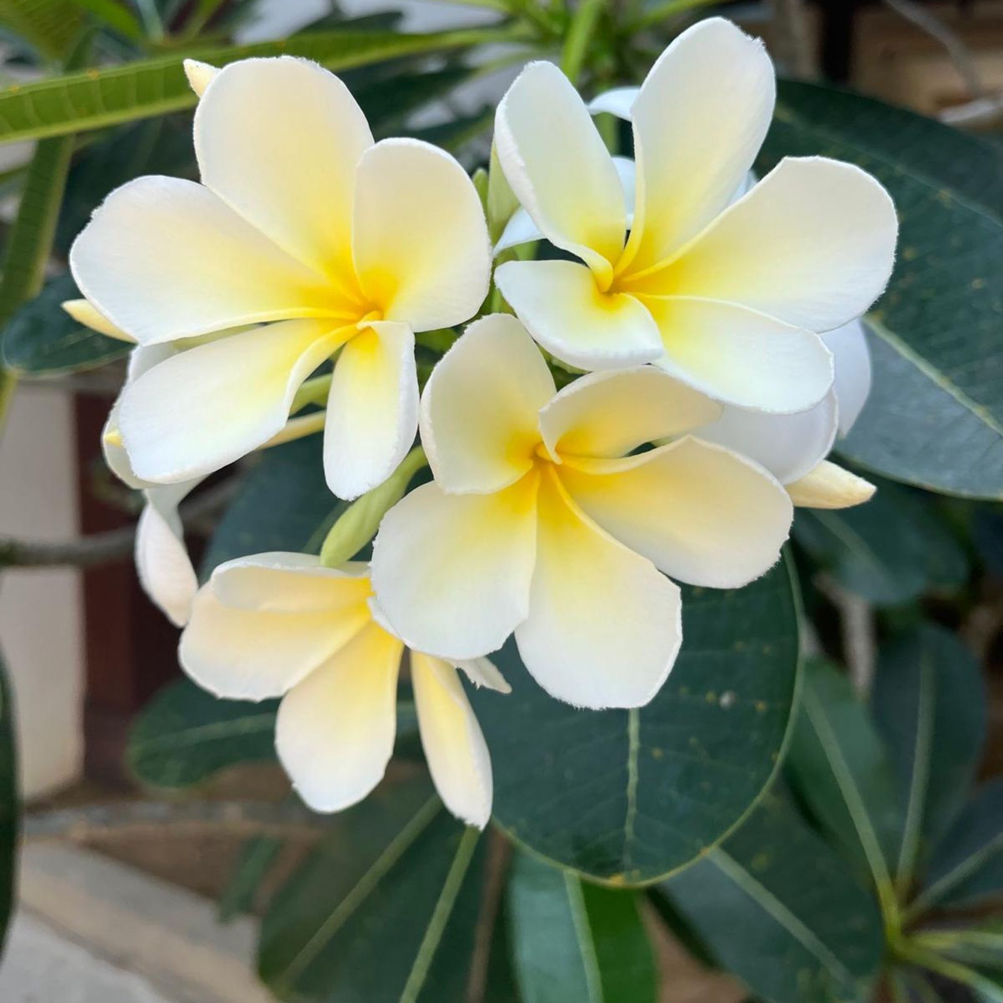 Samma Samadhi Ayurveda & Yoga Retreat.