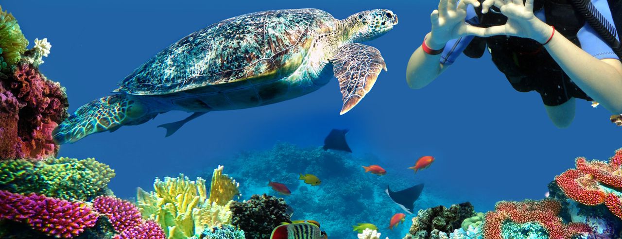 Taucher Unterwasser mit Schildkröte und Korallenriff