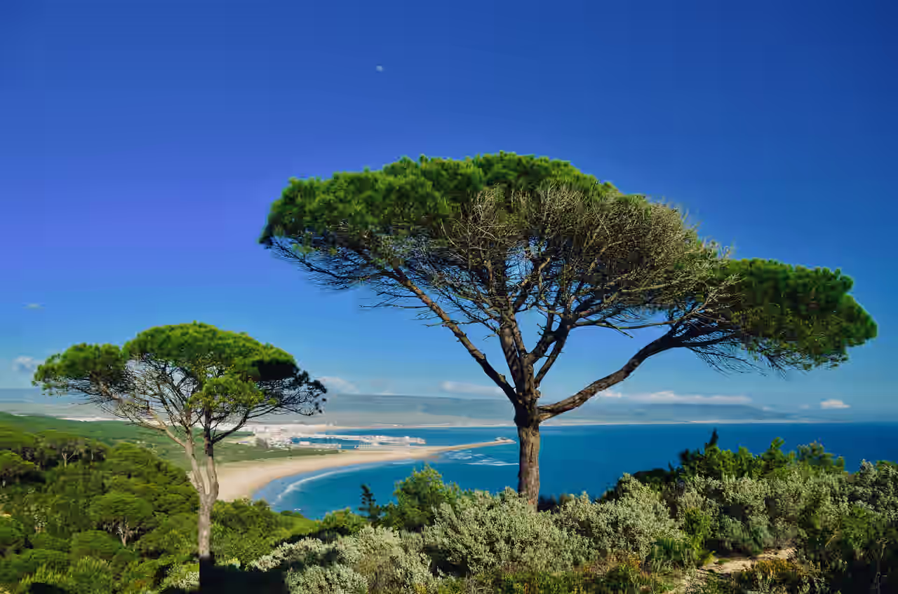 Blick auf das strahlend blaue Meer und ebenso strahlenden Himmel über der goldenen Costa del Sol über Bäume und Sträucher hinweg