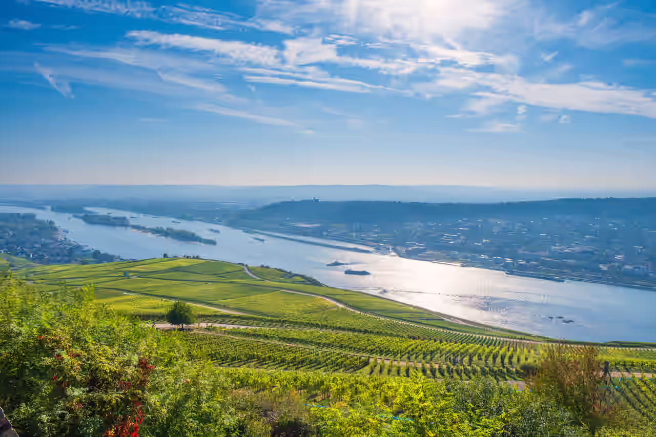 Weinberge fallen zum Rhein hin ab, auf der anderen Seite eine größere Stadt