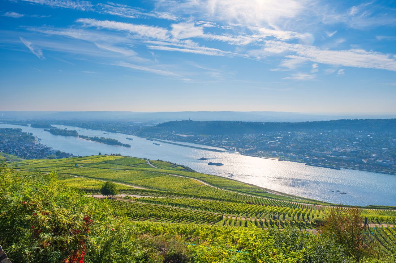 Weinberge fallen zum Rhein hin ab, auf der anderen Seite eine größere Stadt