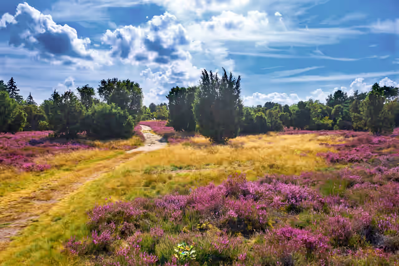 Lüneburger Heide