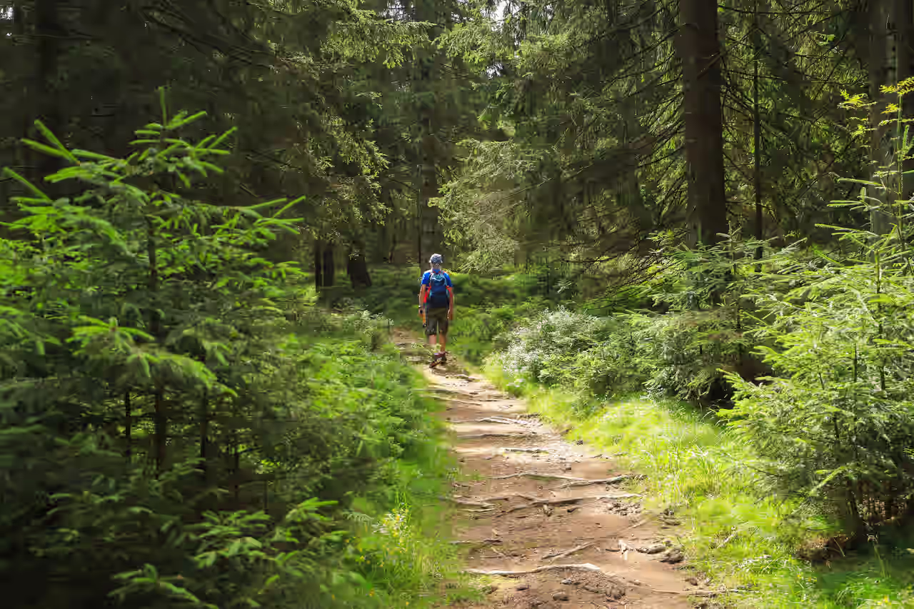 Wanderer auf einem Pfad im Thüringer Wald