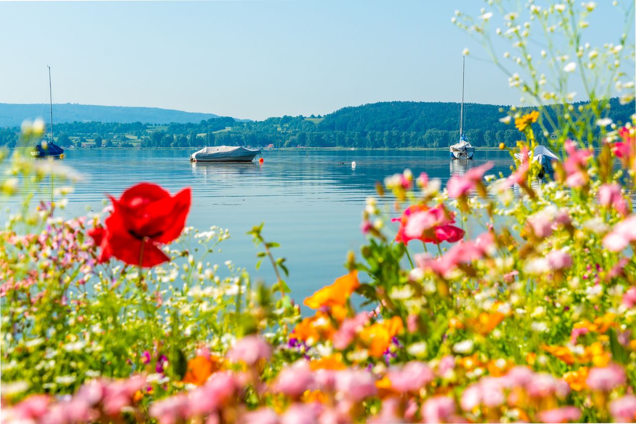 Sommerblumen vor dem Bodensee, auf dem See zugedeckte Boote und bewaldete Hügel
