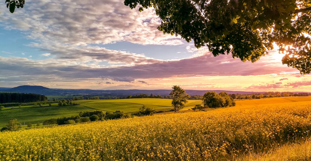 Panoramablick auf Feld mit Bäumen und Sonnenuntergang