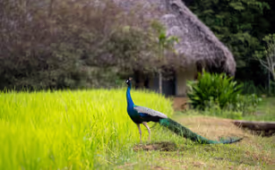 Amuna Ayurveda & Wellness Retreat - Image 4