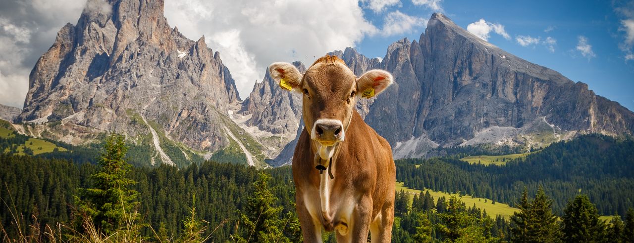 Eine Kuh vor einem Bergpanorama
