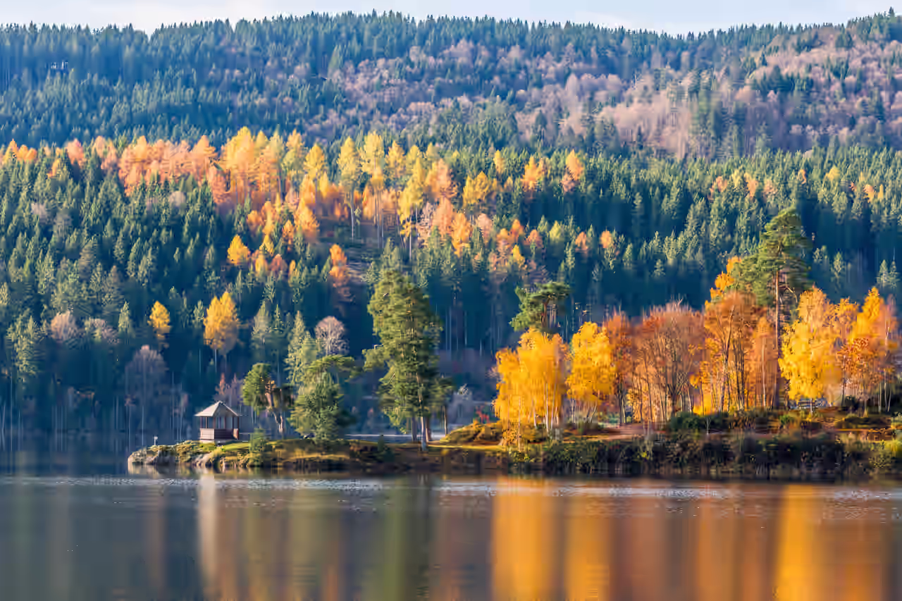 Herbstliche Bäume am Ufer des Schluchsees im Schwarzwald