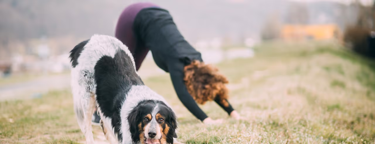 Animal Flow Yoga