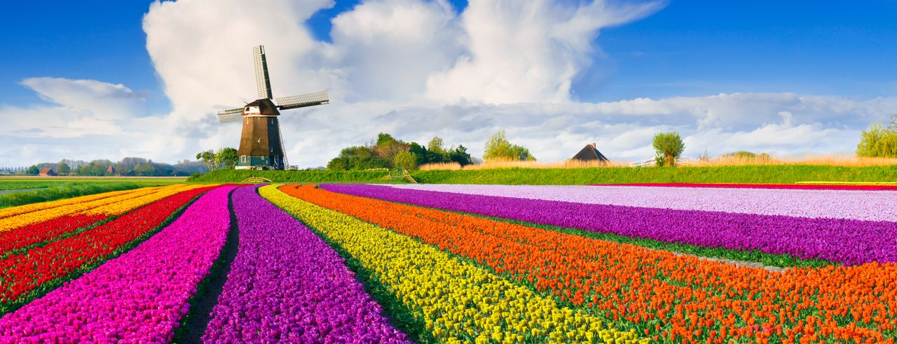 Buntes Tulpenfeld in den Niederlanden