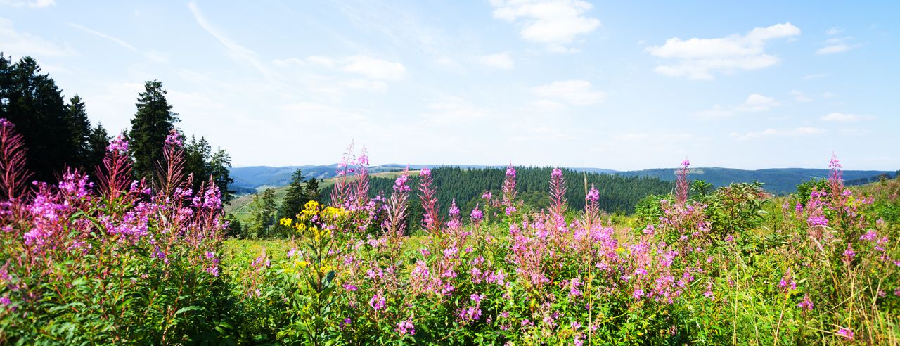 Blumenwiese in den Hügeln bei einem Wochenende Wellness in Winterberg