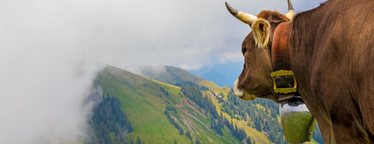 Kuh mit Blick auf eine Berglandschaft