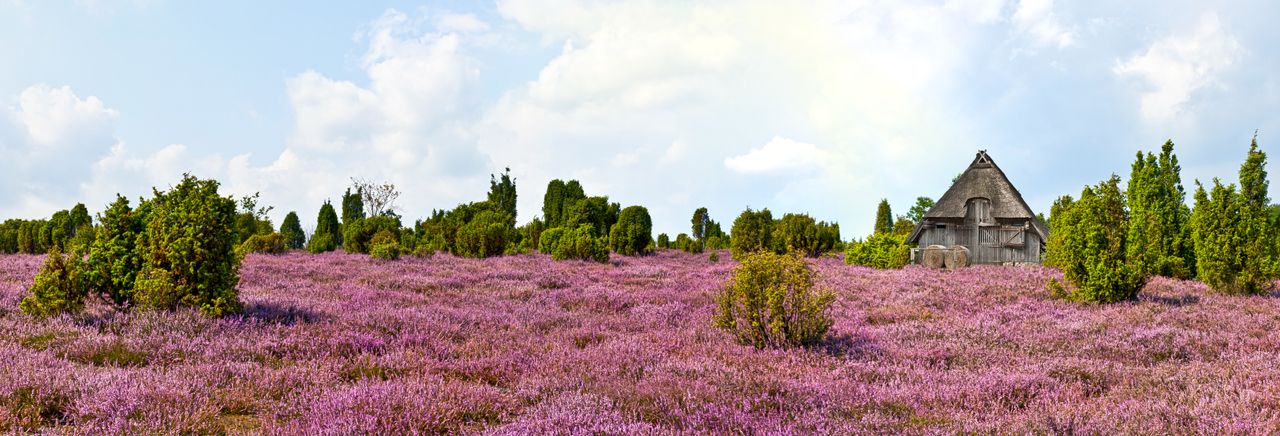 Blühende Sträucher in der Lüneburger Heide, Niedersachsen