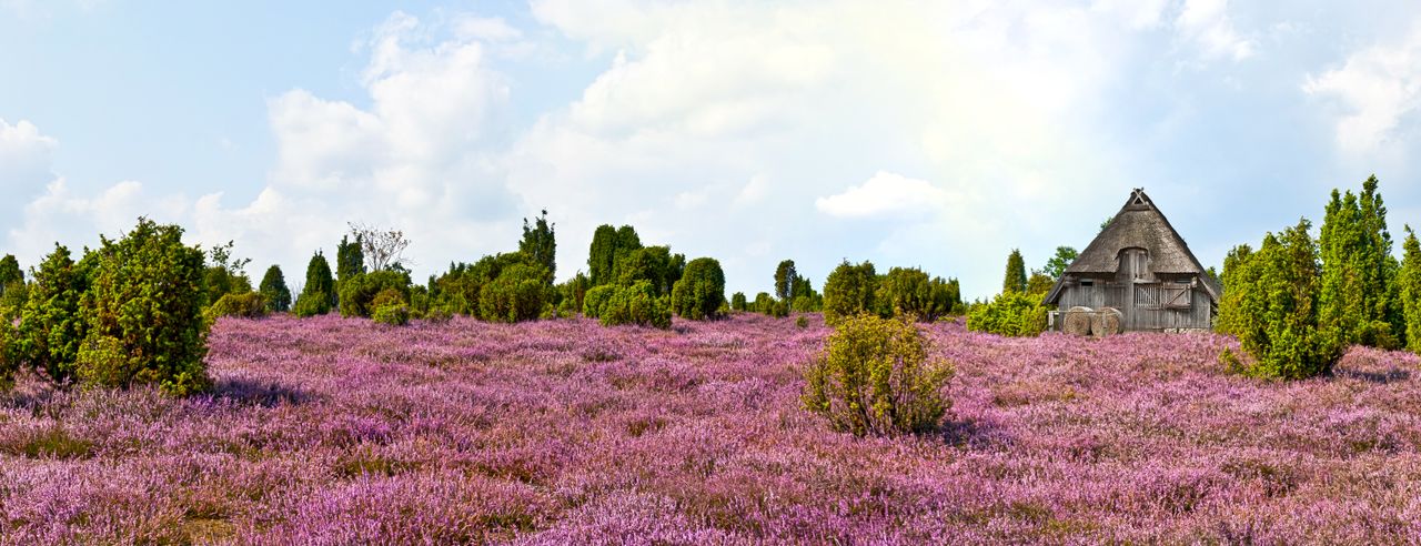 Blühende Sträucher in der Lüneburger Heide, Niedersachsen