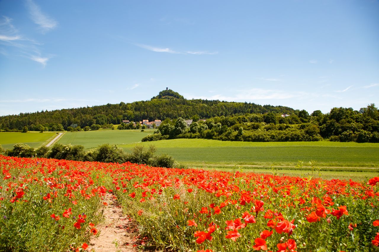 Traumhaftblühende Wiese in der Oberpfalz im Wellnessurlaub