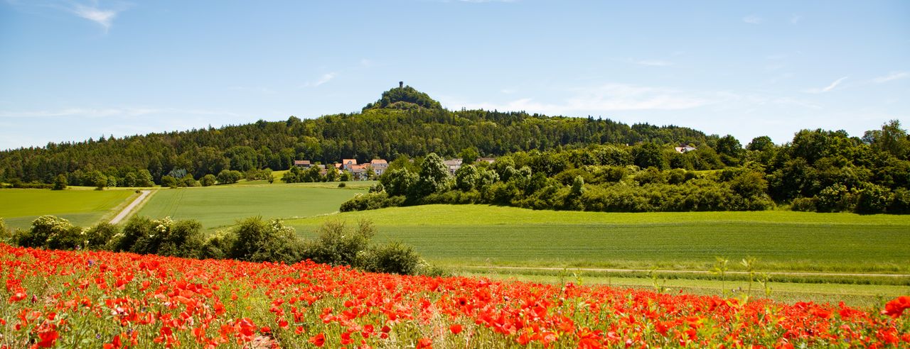 Traumhaftblühende Wiese in der Oberpfalz im Wellnessurlaub