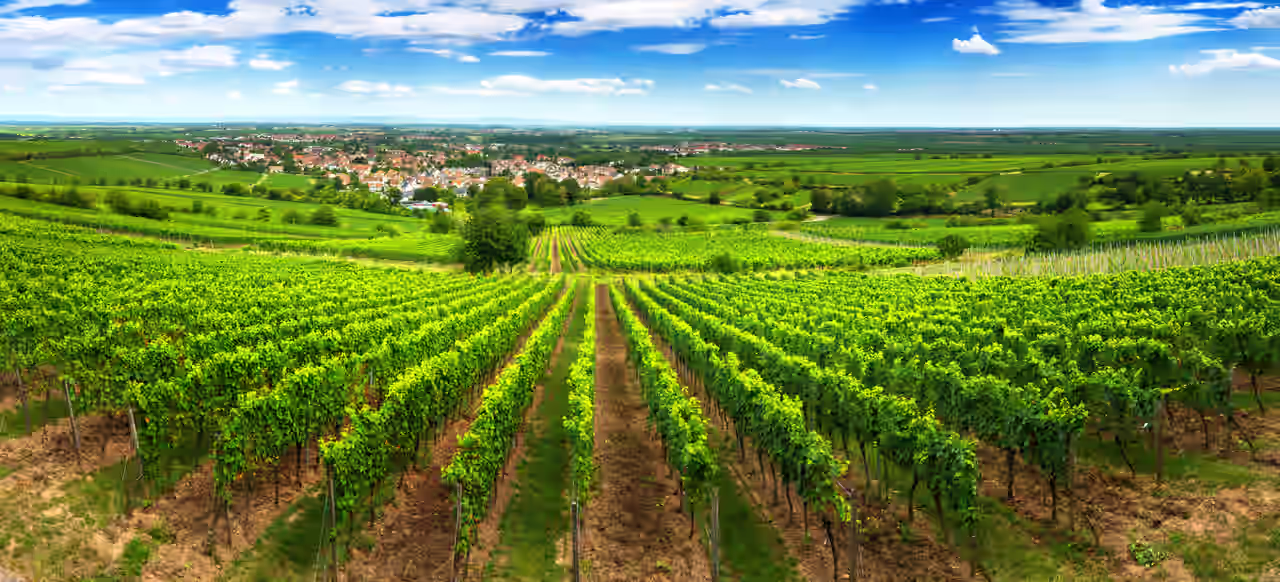 Weinberge und grüne Felder rund um eine Ortschaft in der Pfalz